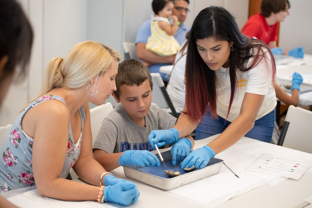 oyster dissection