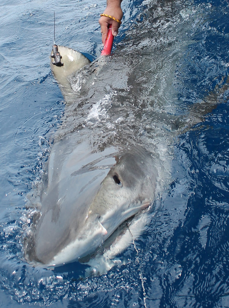 OCEARCH team