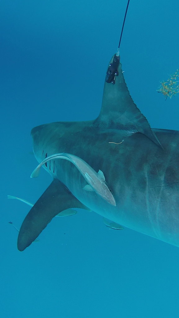 OCEARCH team