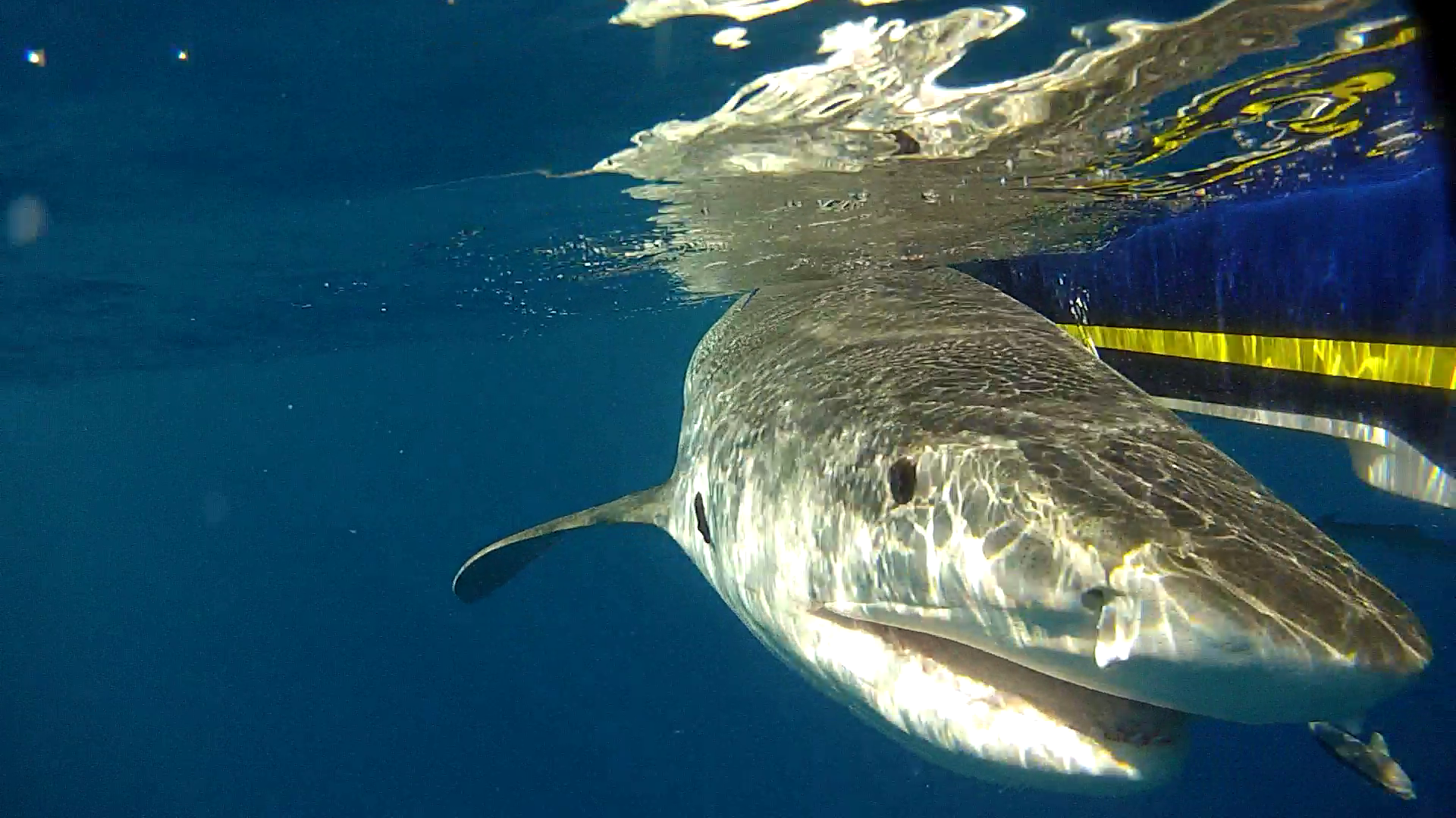 OCEARCH team