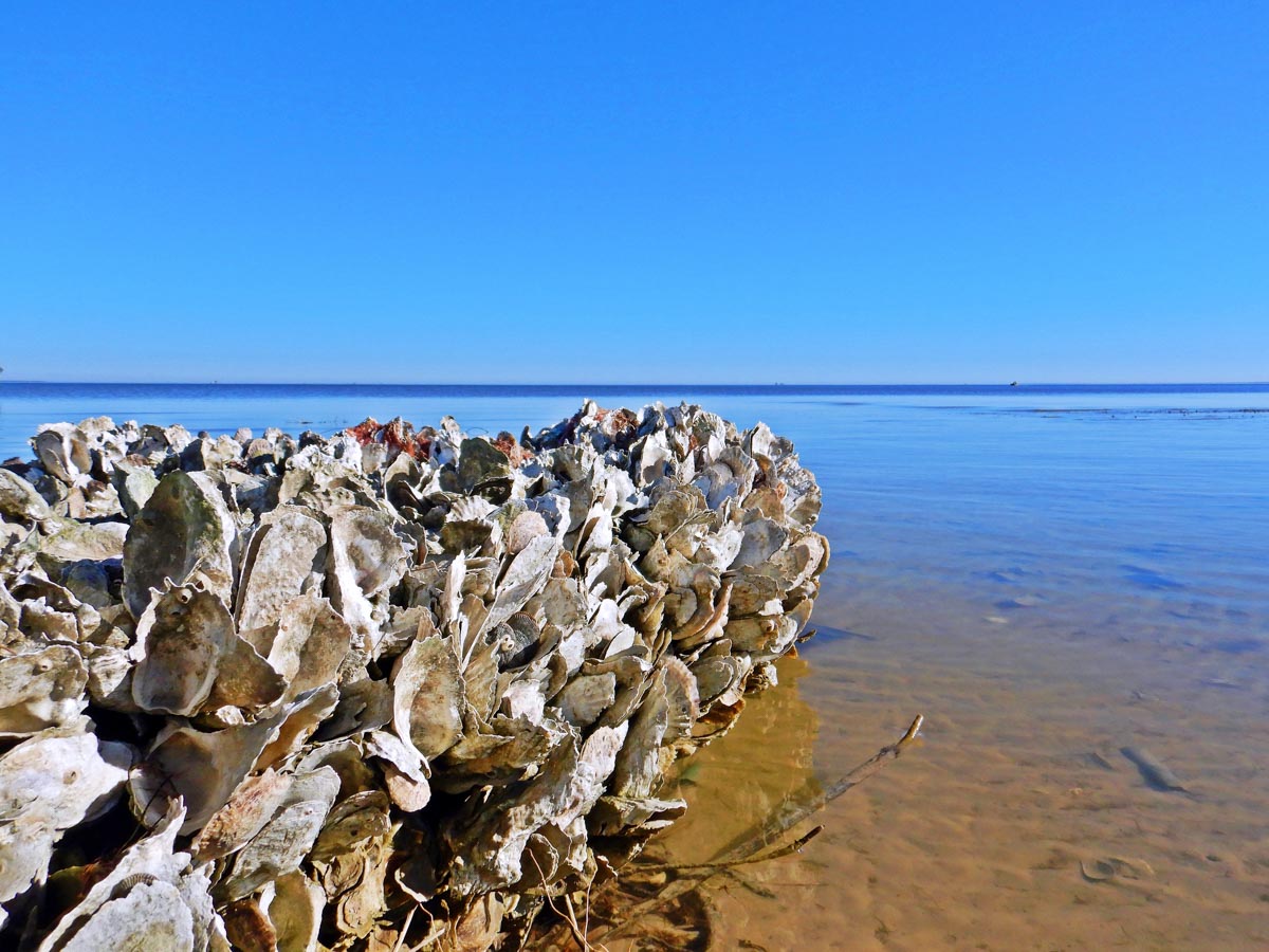 Copano oysters