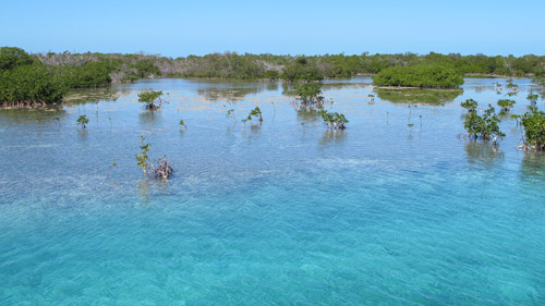 Jardines de la Reina Cuba