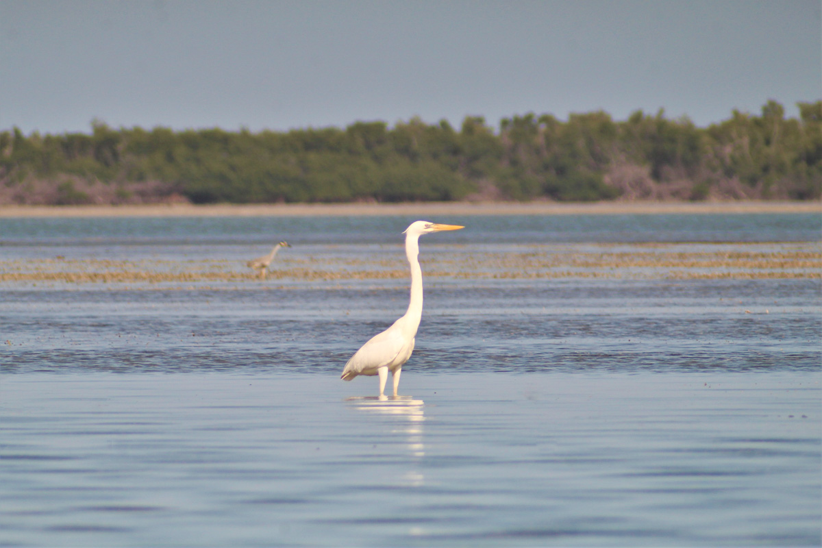 great egret