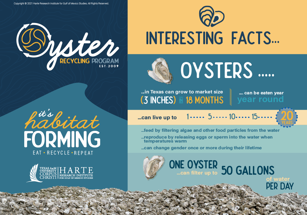 oyster facts
