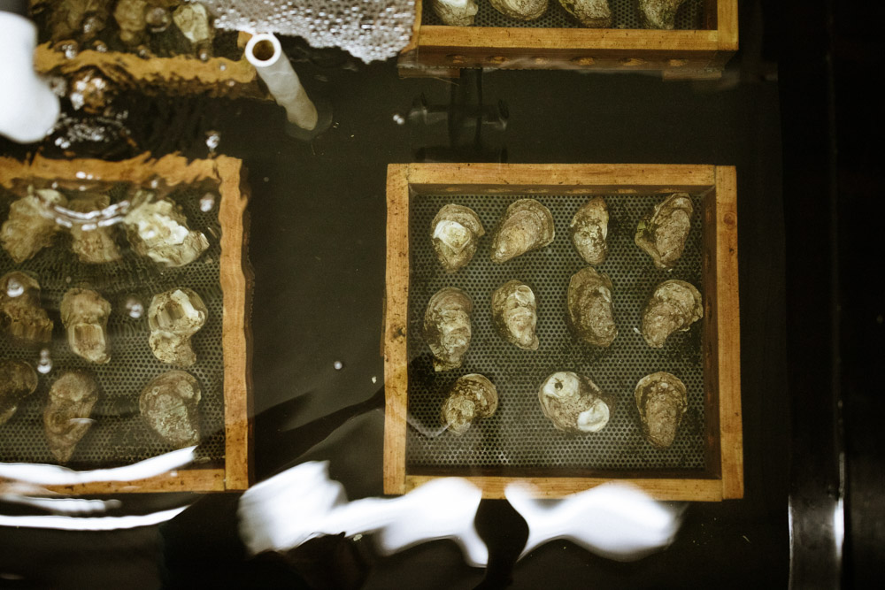 oysters in tank