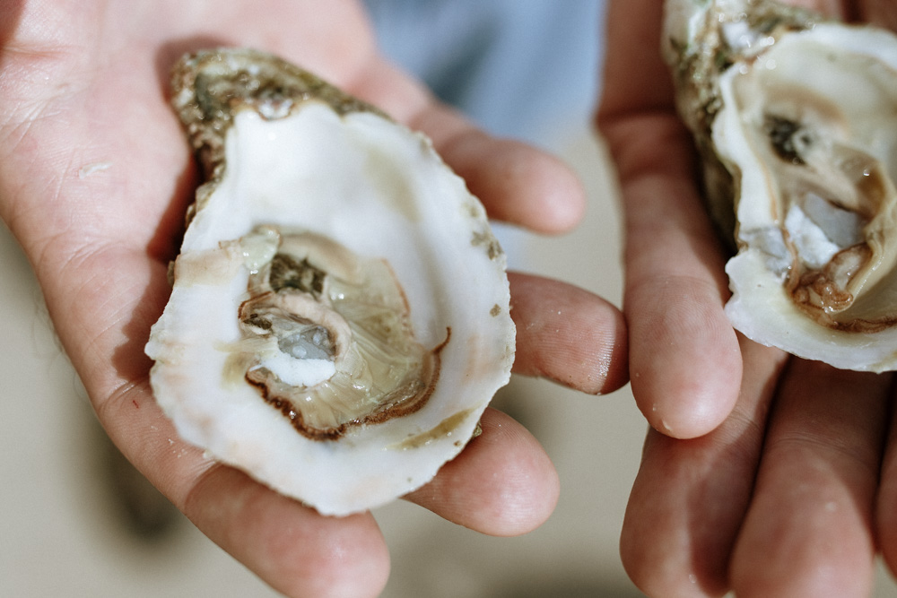 oyster aquaculture