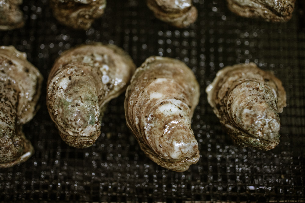 oysters in aquaculture