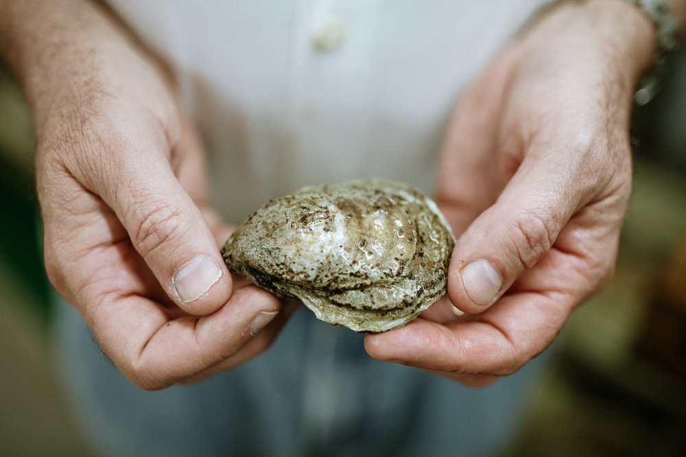 Oyster Aquaculture