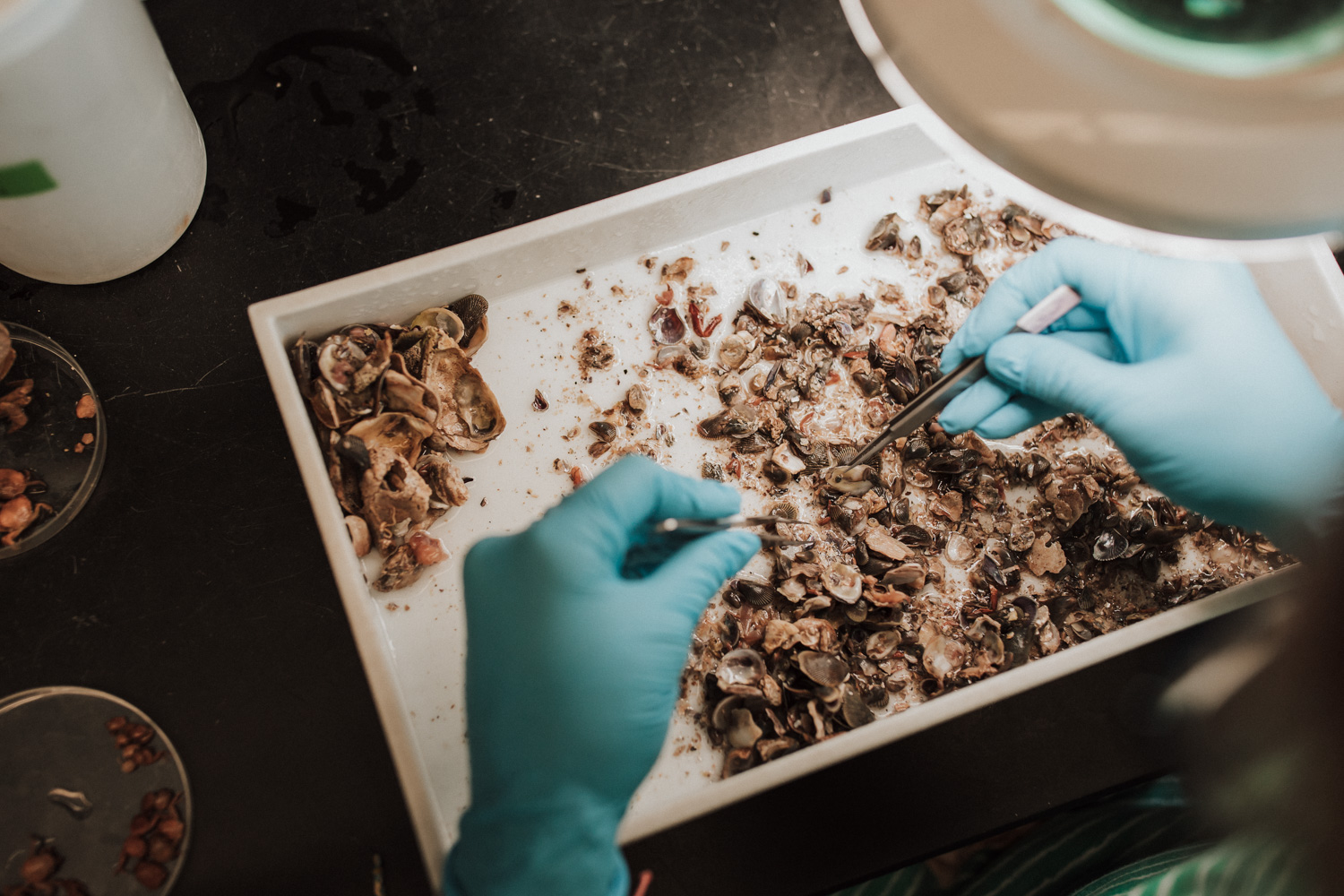 Oyster laboratory