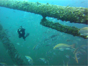 snapper underwater