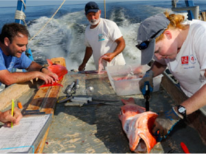 snapper sampling