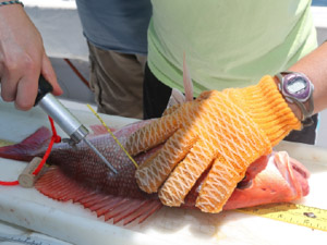 snapper tagging