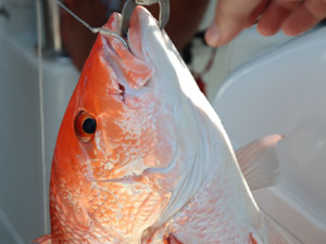 Red snapper roundup: Space Coast anglers made quick work of limits