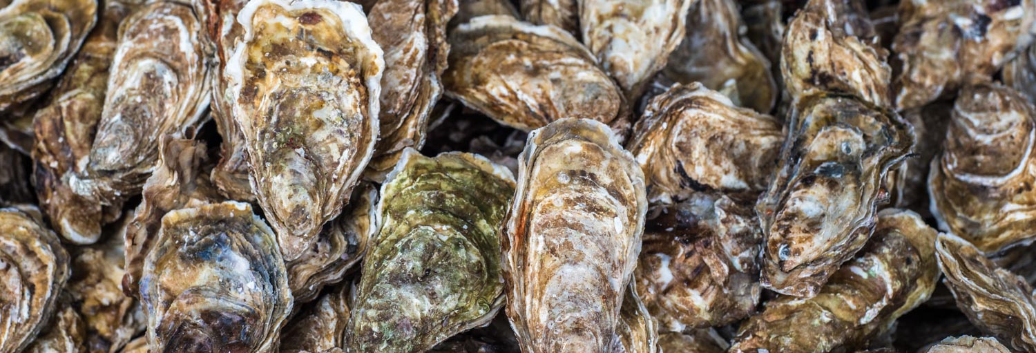 oyster mariculture