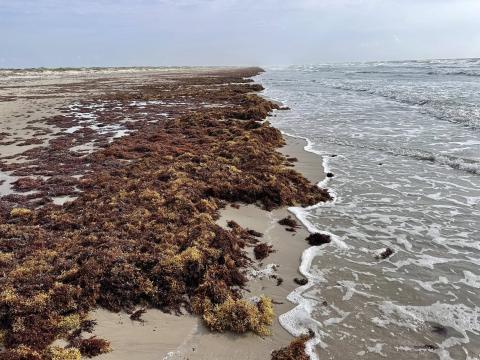 Sargassum along the Texas coast