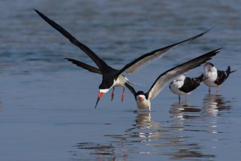Black skimmers