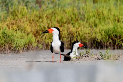 Black skimmers