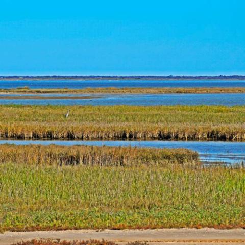 Freshwater inflows Texas