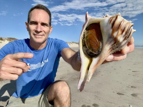 Lightening whelk