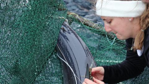 Harte Research Institute, Center for Sportfish Science and Conservation shark tagging