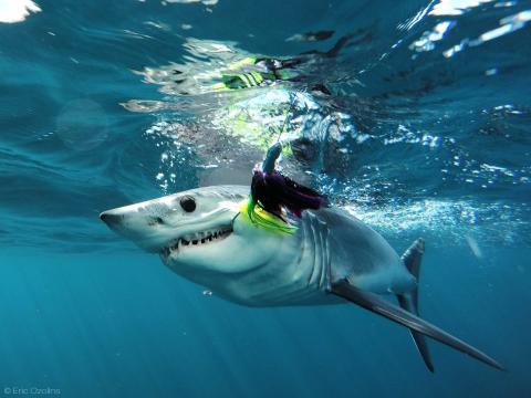 shortfin mako shark