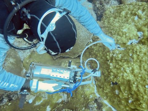 Studying corals at Flower Garden Banks
