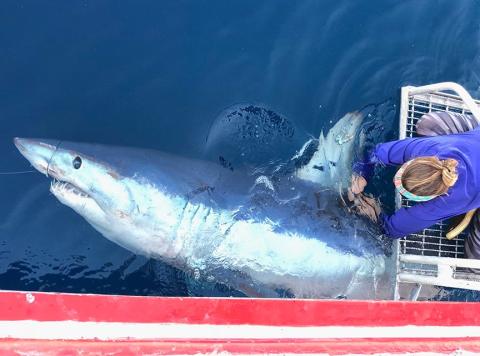 Mako shark