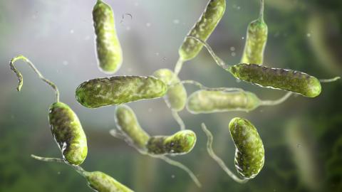 Vibrio