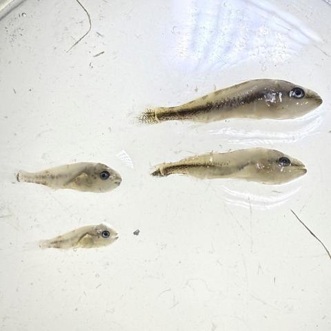 Young sportfish thriving in Mesquite Bay