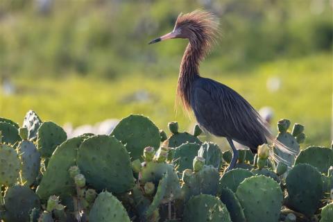 Reddish Egrets