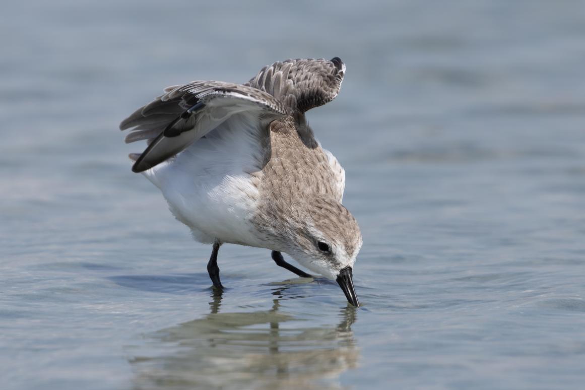 Western Sandpiper