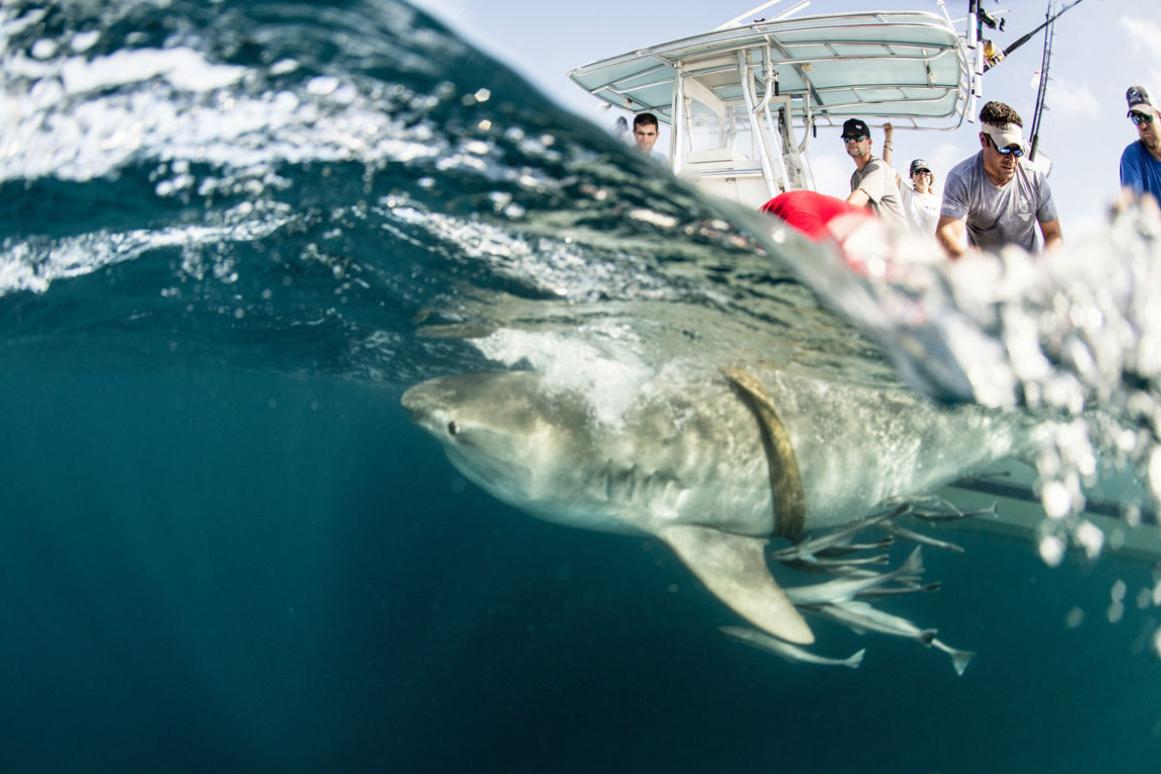 Ocearch Shark