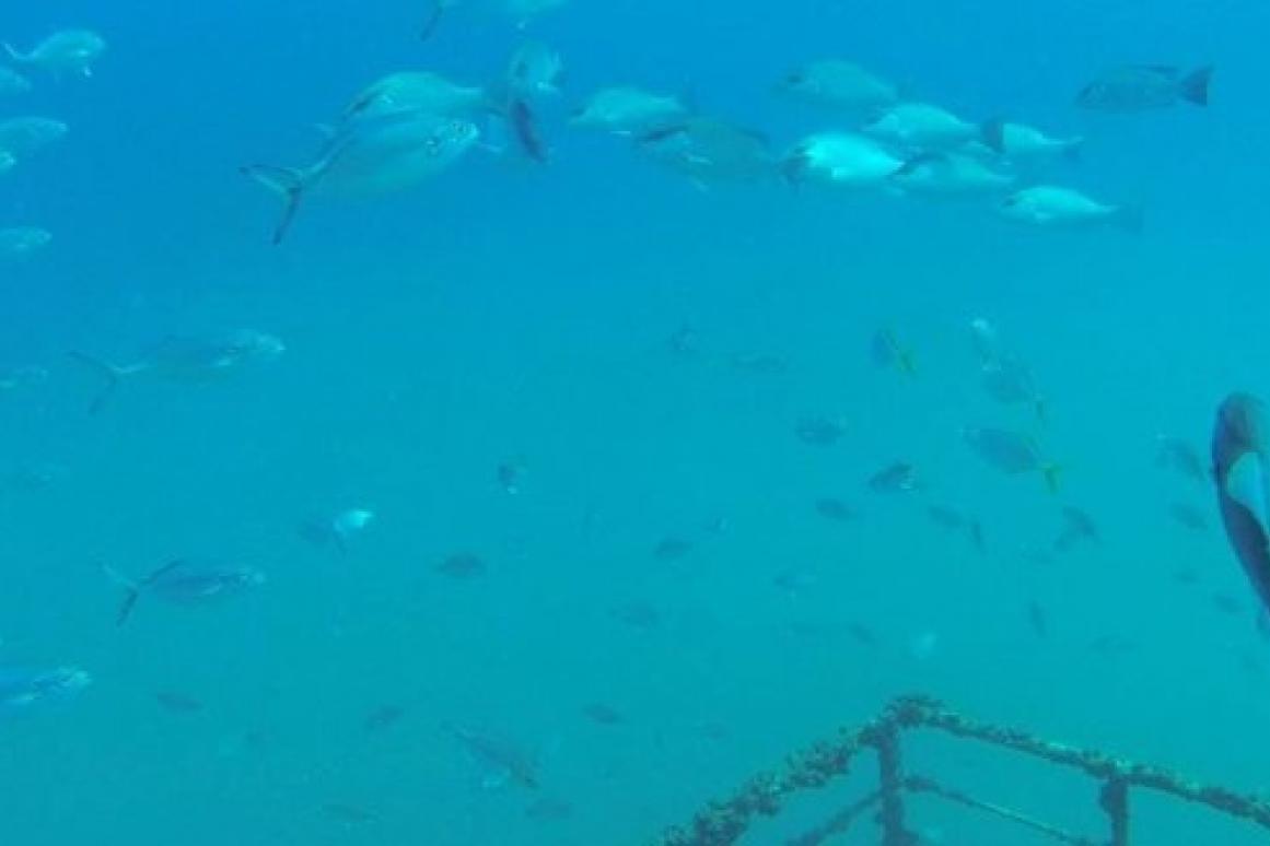 red snapper on oil rigs