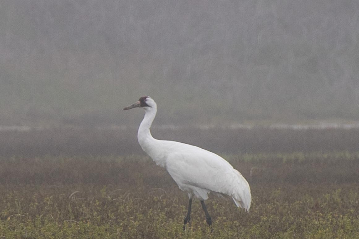 whooping crane in Texas