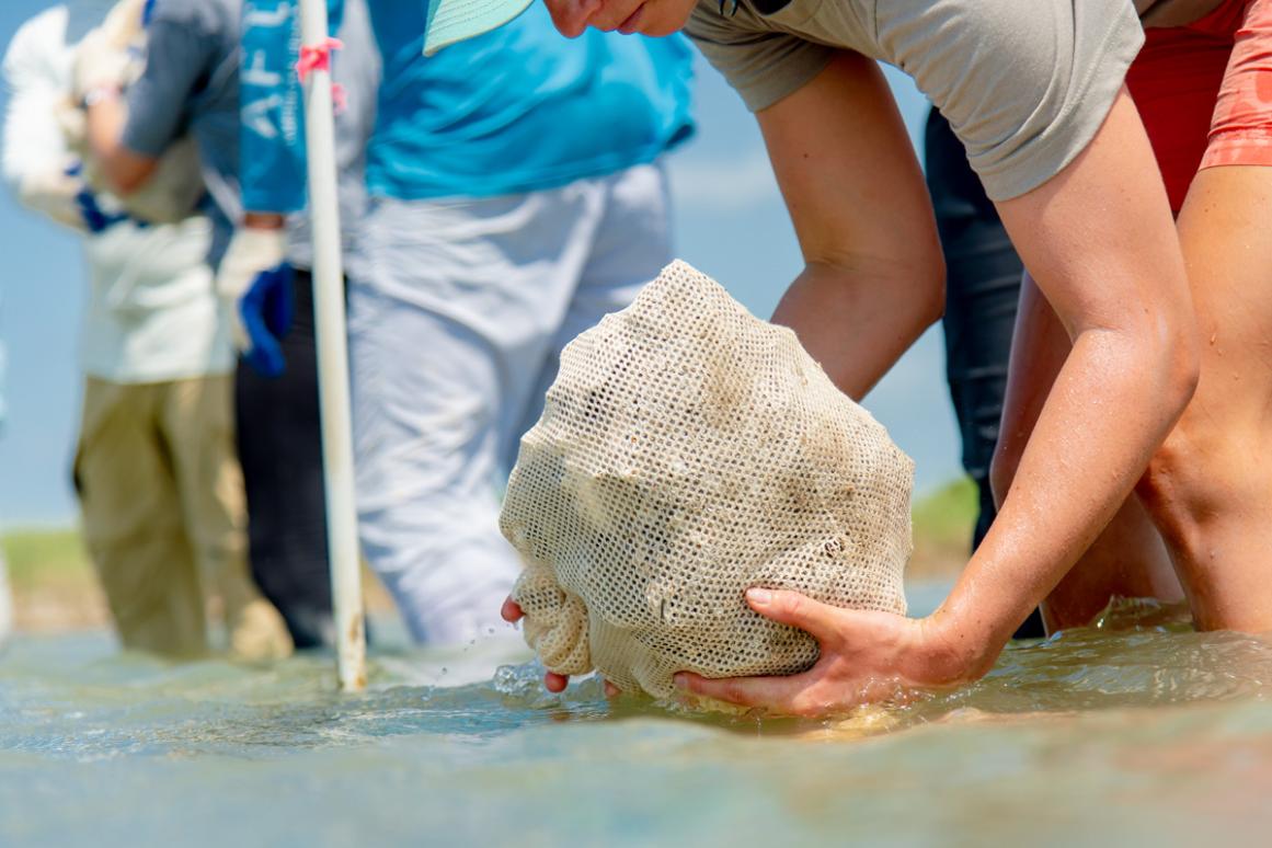 oyster recycling