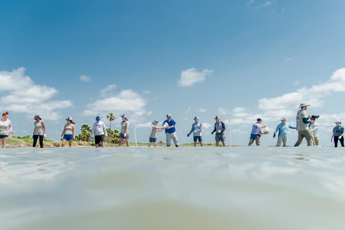 Oyster reef restoration