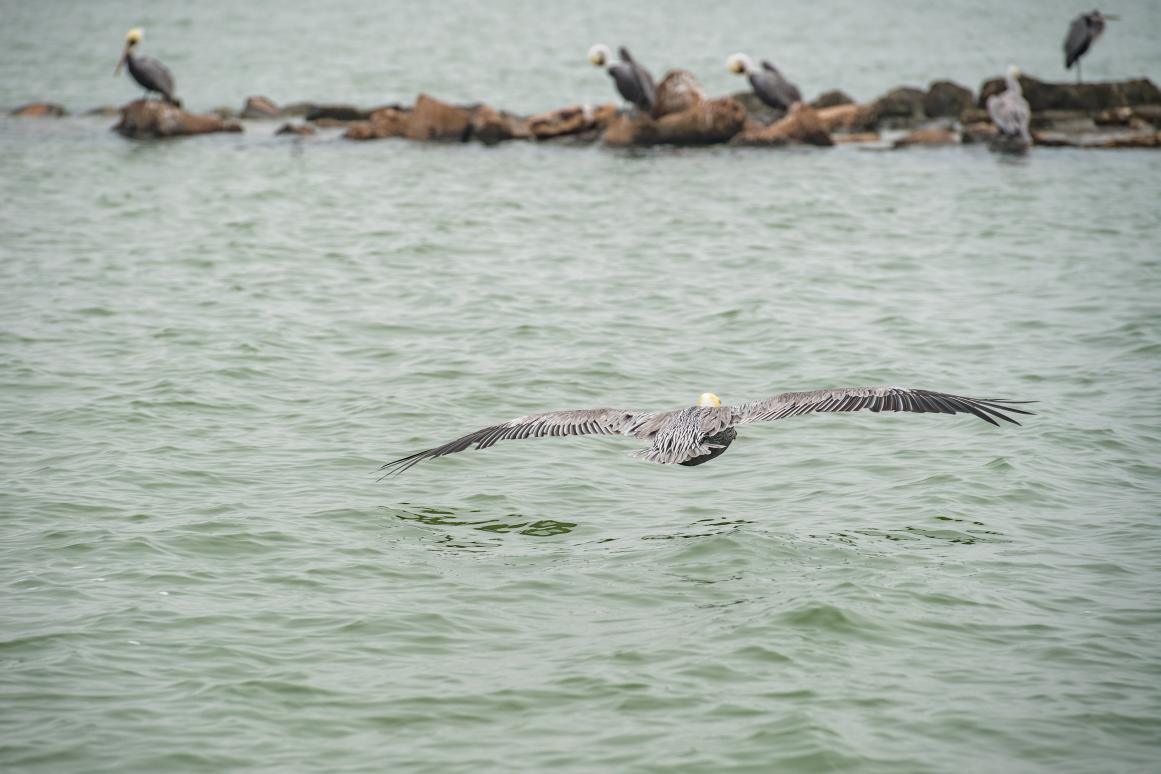 Bird flying over Baffin Bay