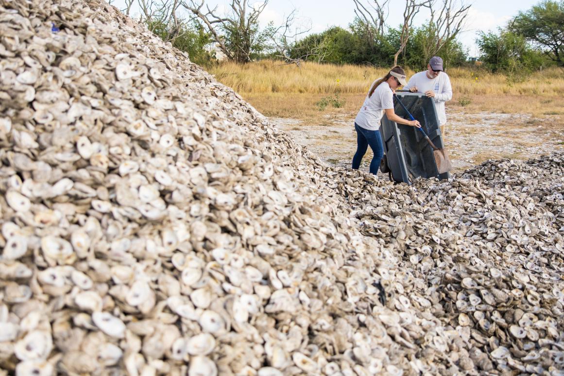 recycled shell from Fulton Oysterfest