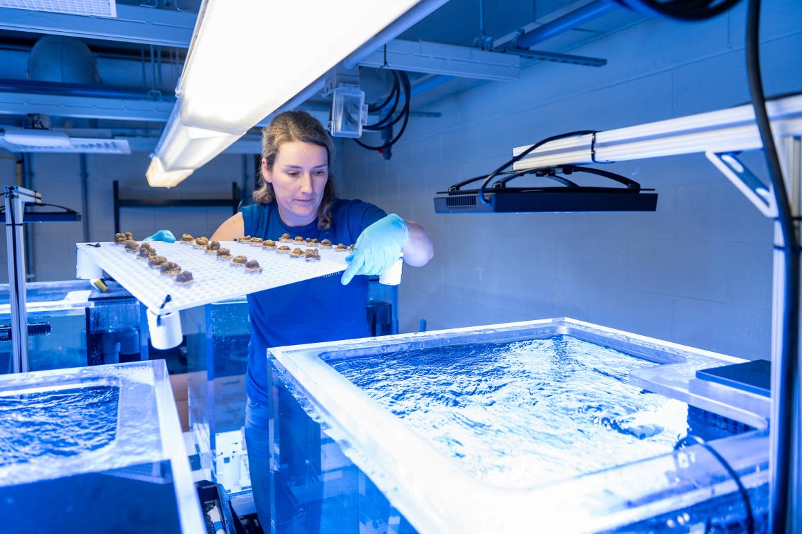 Operation Coral Rescue 2.0