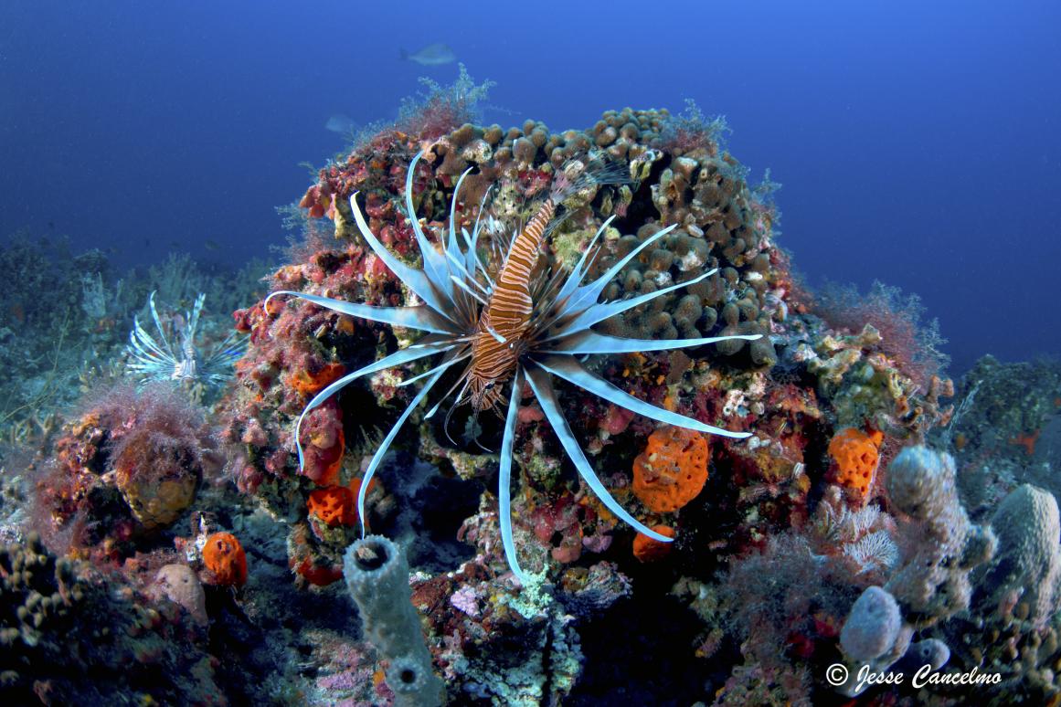 Lone Star Lionfish Symposium