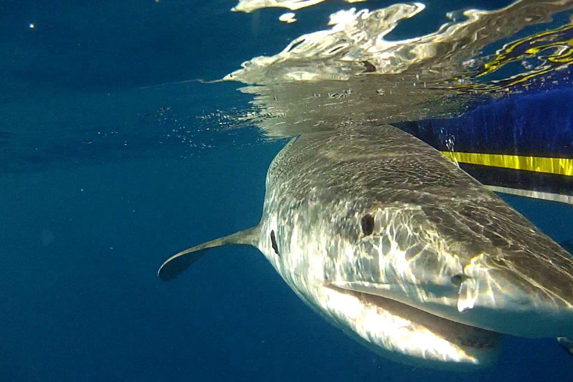 OCEARCH expedition