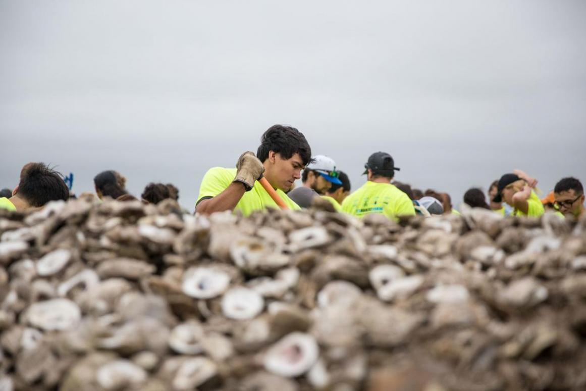 oyster restoration