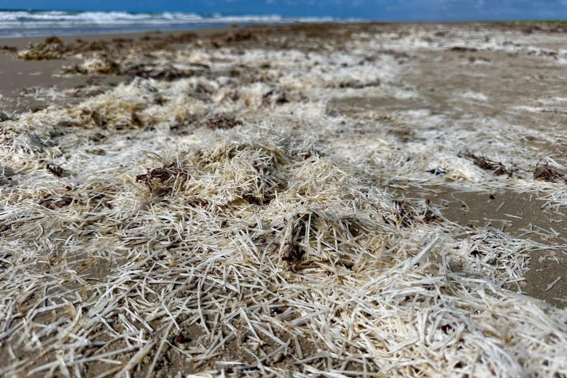 bleached manatee seagrass