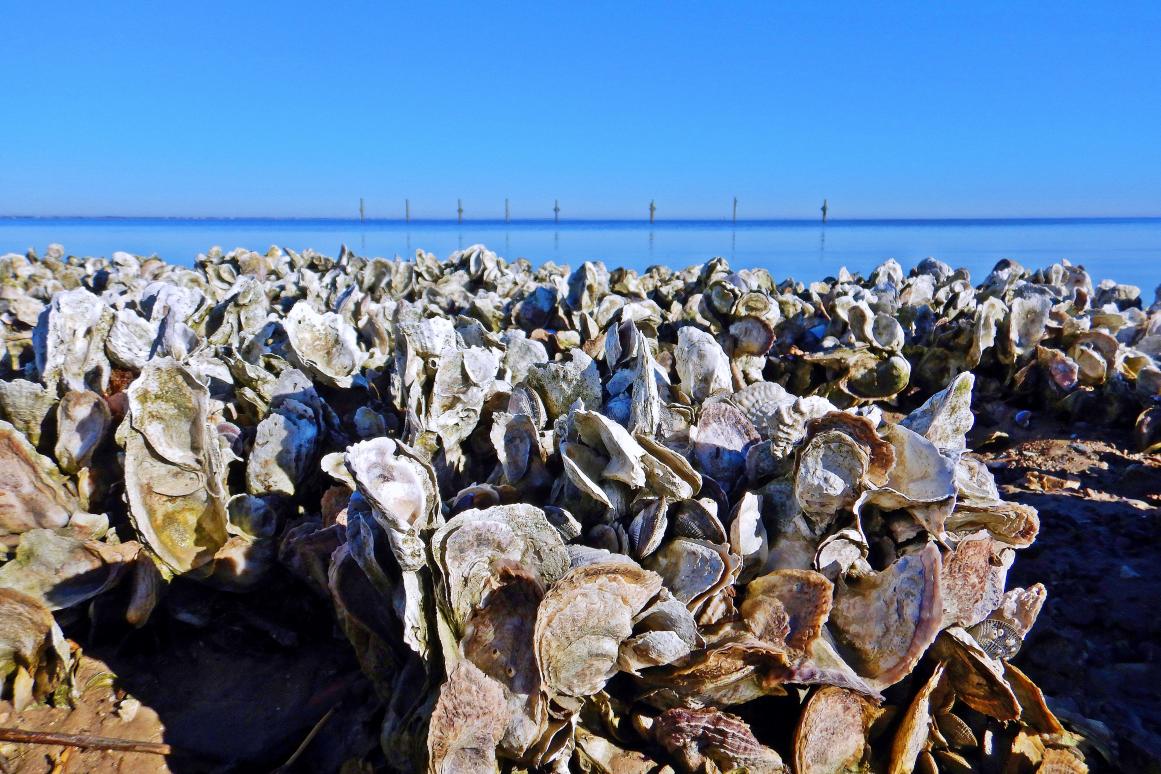 oyster reef