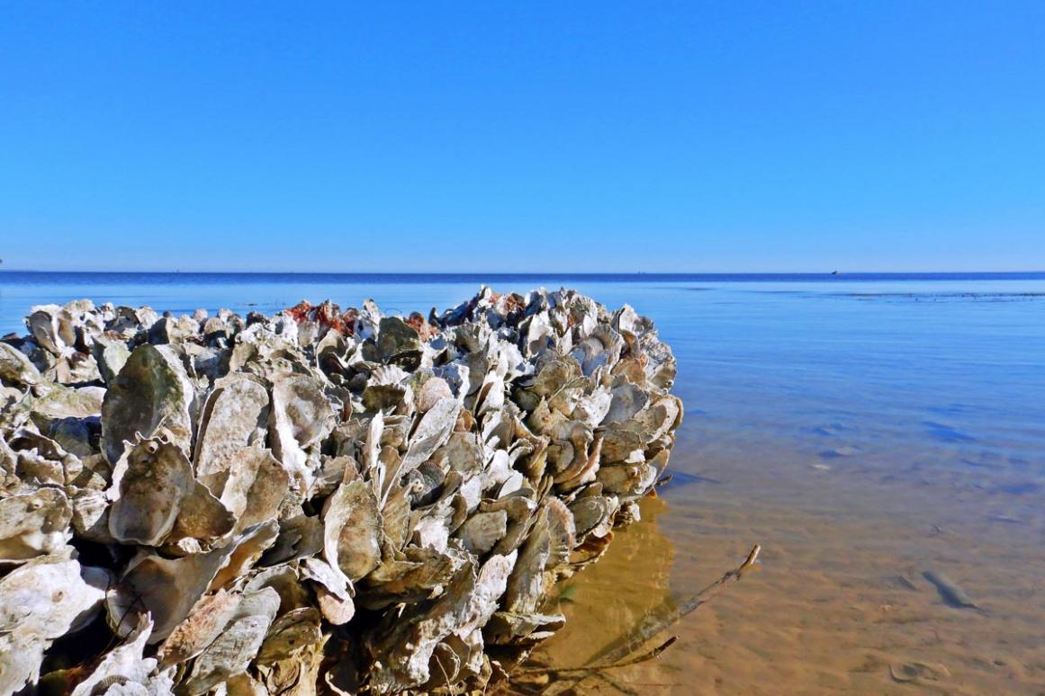 oyster reef