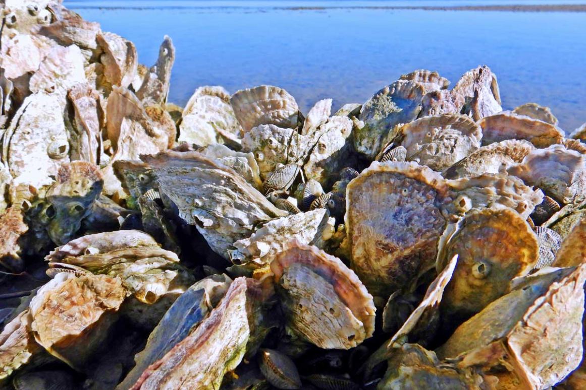 oysters