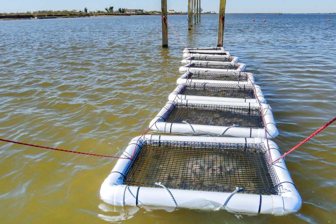 Oyster aquaculture baskets in Copano Bay