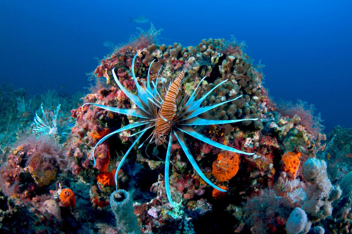 Lionfish