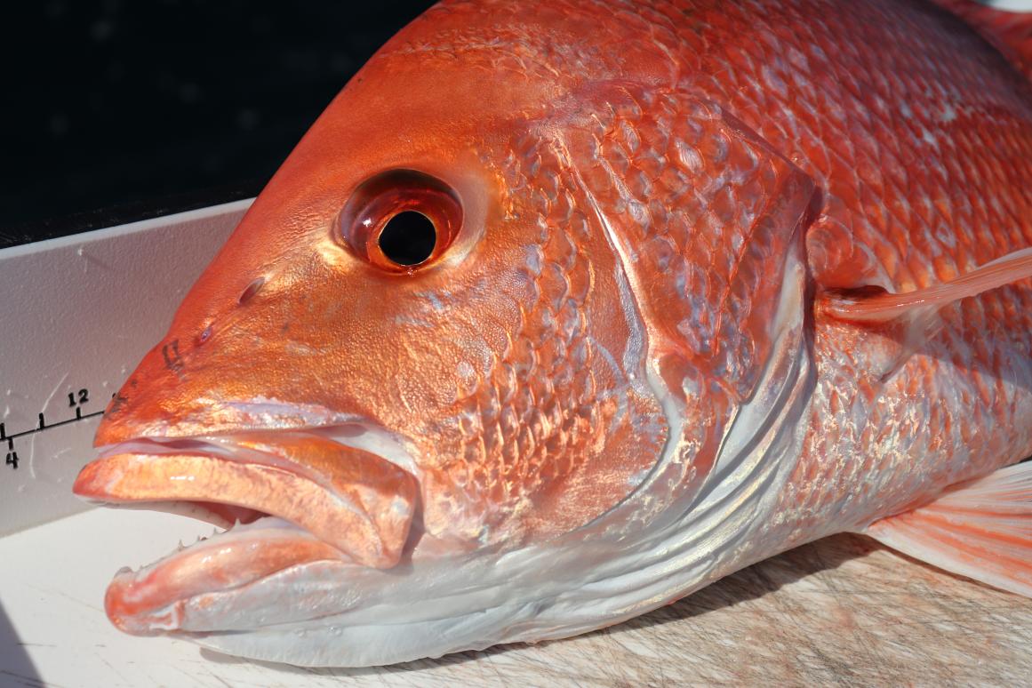 red snapper