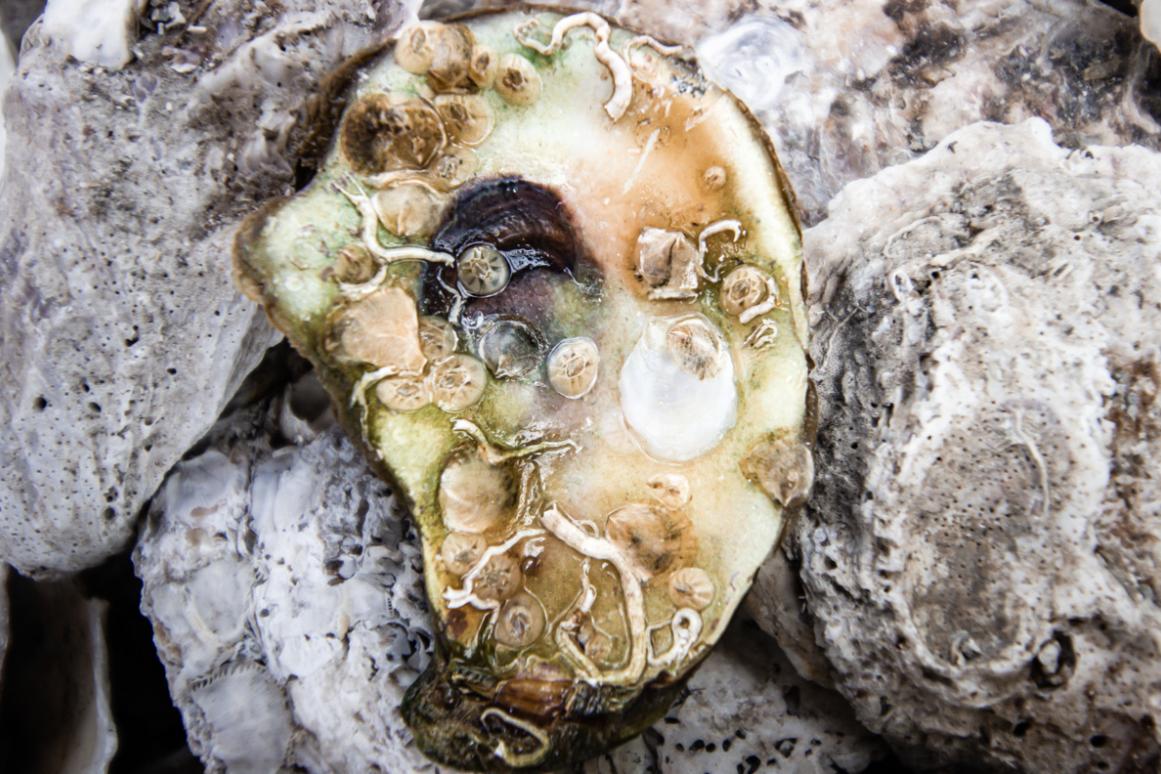 oyster spat on shell